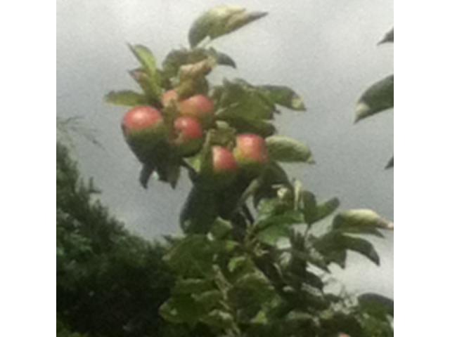 Branch full of apples.