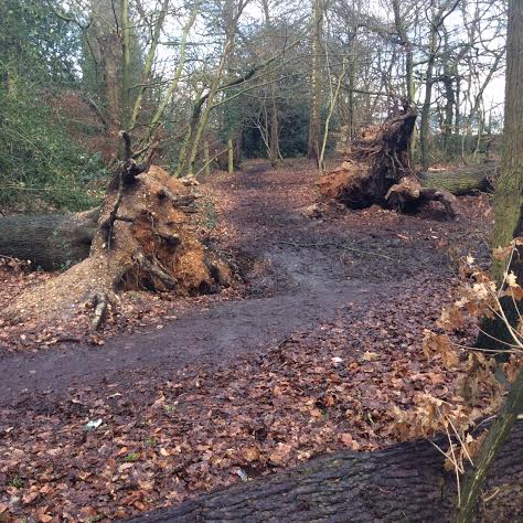 3 fallen oaks