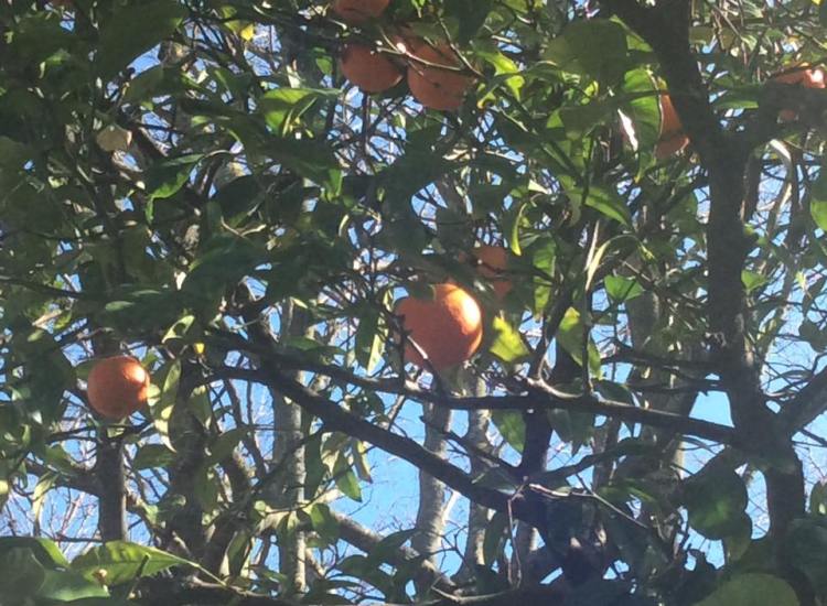 Oranges on trees in a Lisbon park.